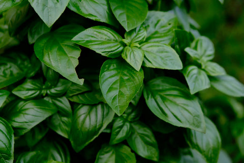 Zero-Waste Uses for Basil Around the House