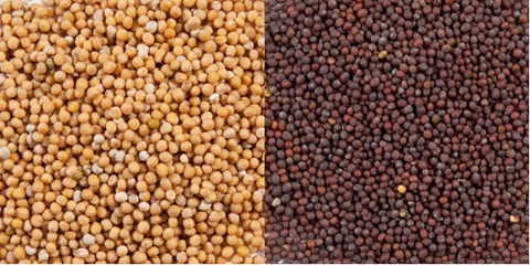 Know your Mustards – Yellow vs Brown Mustard Seed