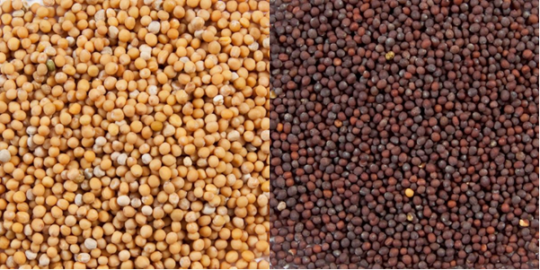 Know your Mustards – Yellow vs Brown Mustard Seed
