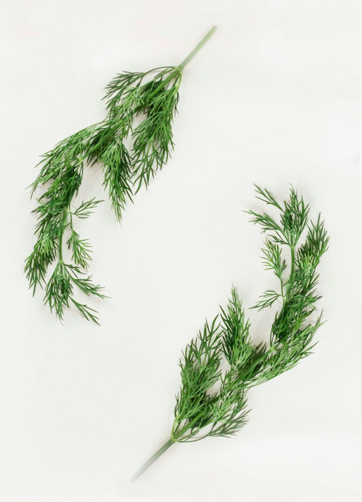 Dill Weed: Keeping it Fresh
