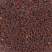 Mustard Seed Brown, Whole - Splendor Garden